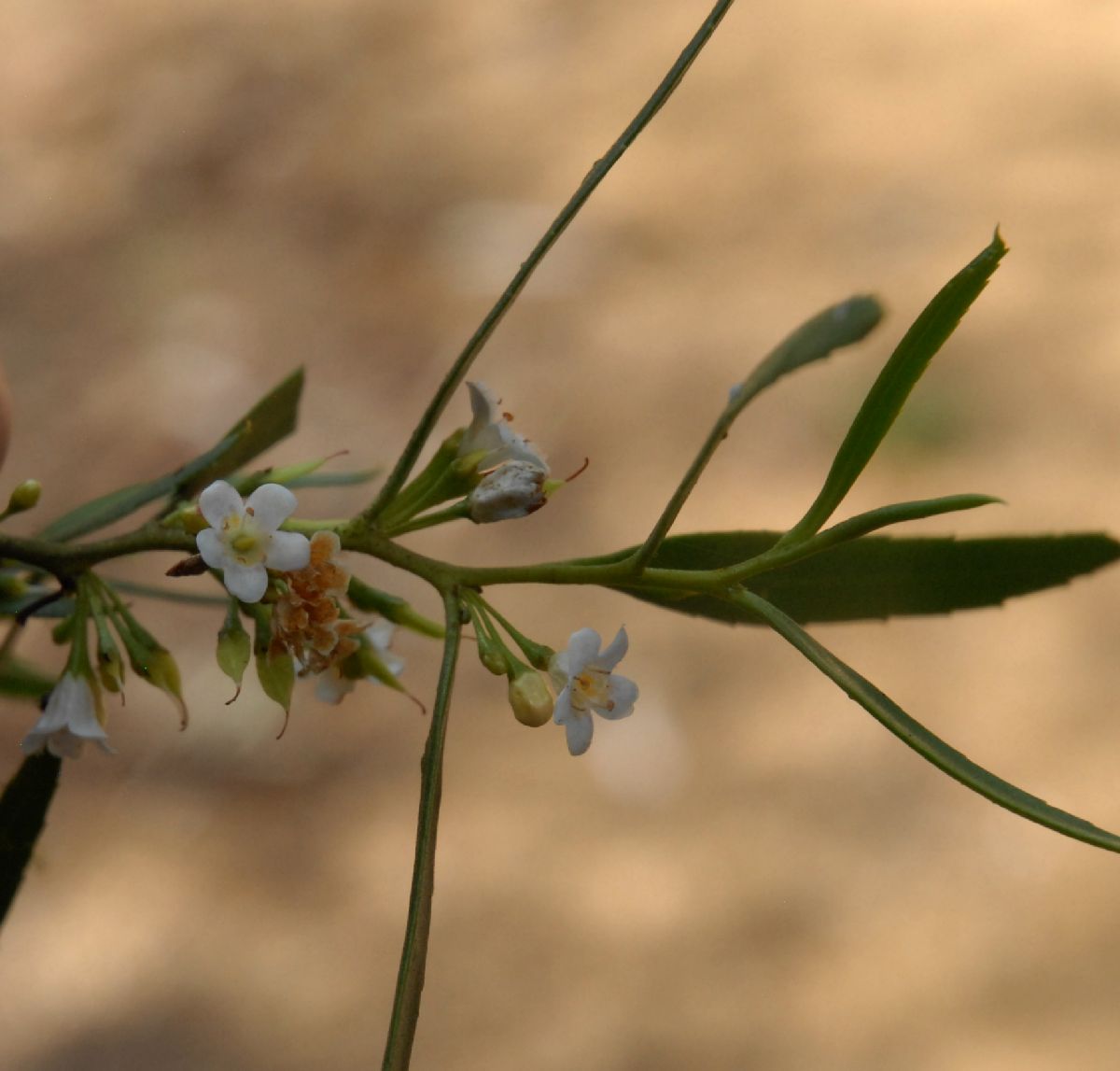 Scrophulariaceae Myoporum platycarpum