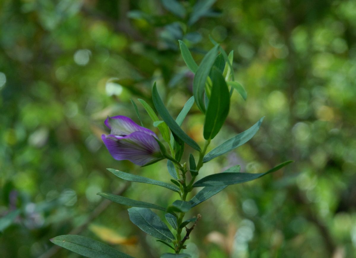 Polygalaceae Polygala myrtifolia