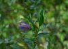 image of Polygala myrtifolia