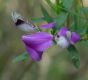 image of Polygala myrtifolia