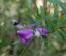 image of Polygala myrtifolia