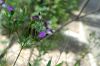 image of Polygala myrtifolia