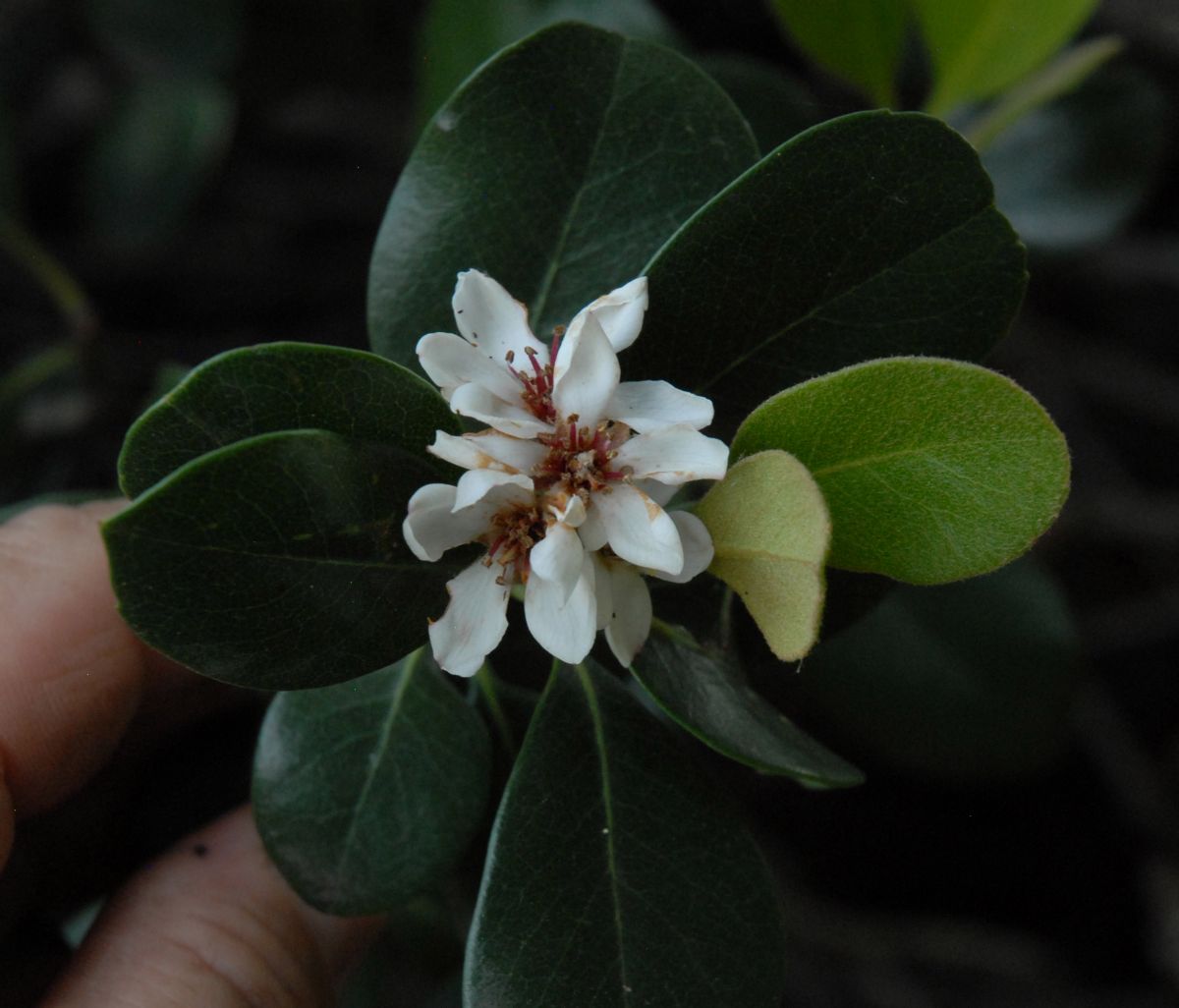 Rosaceae Rhaphiolepis umbellata