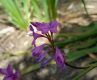 image of Watsonia marginata
