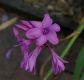 image of Watsonia marginata