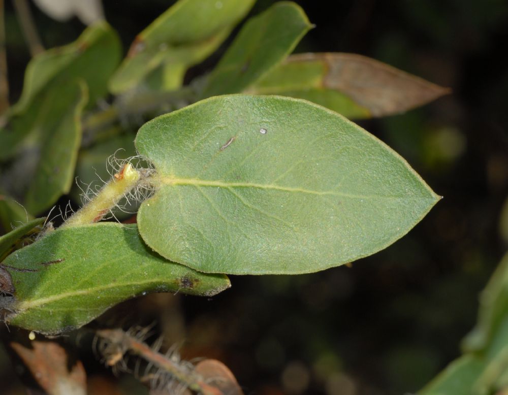 Ericaceae Arctostaphylos pechoensis