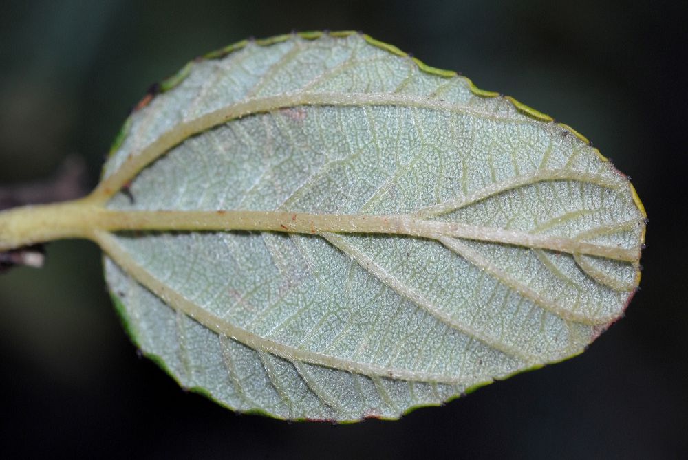 Rhamnaceae Ceanothus griseus