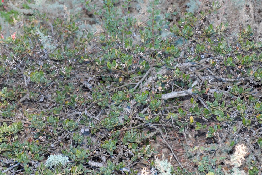 Rhamnaceae Ceanothus griseus