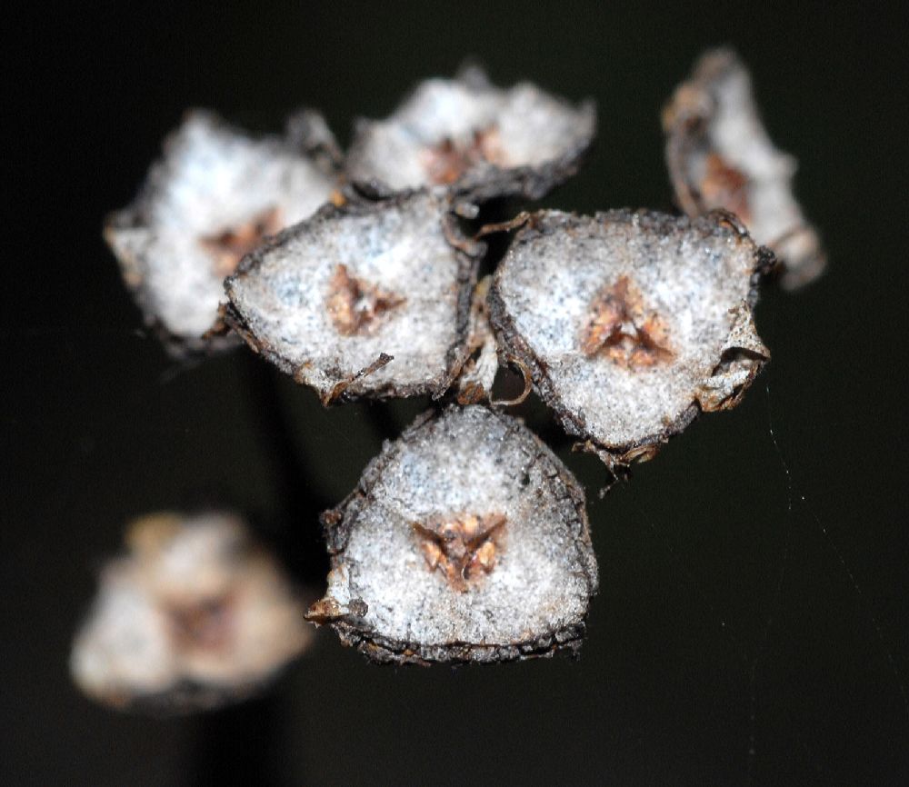 Rhamnaceae Ceanothus griseus