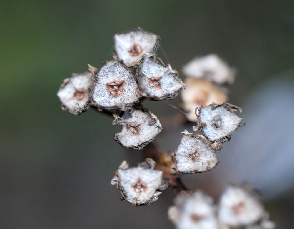 Rhamnaceae Ceanothus griseus