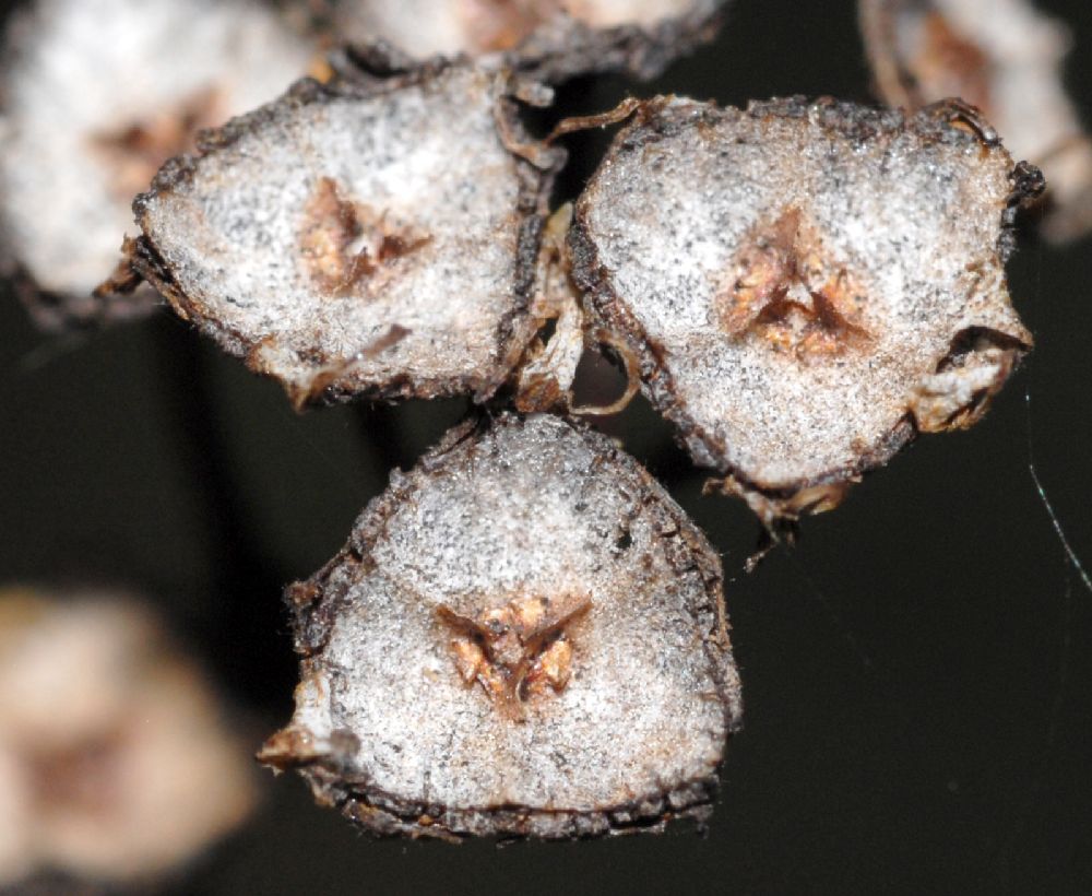 Rhamnaceae Ceanothus griseus
