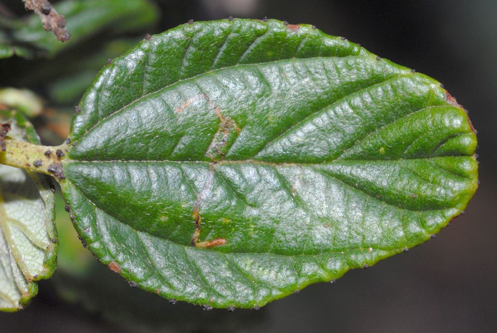 Rhamnaceae Ceanothus griseus