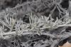 image of Artemisia californica