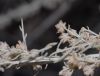 image of Artemisia californica