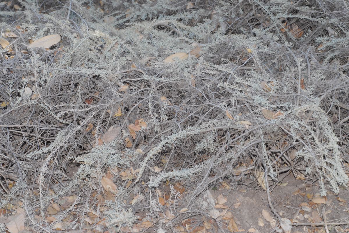 Asteraceae Artemisia californica