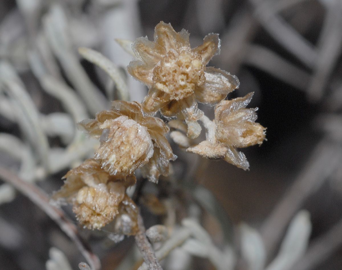 Asteraceae Artemisia californica