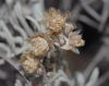 image of Artemisia californica