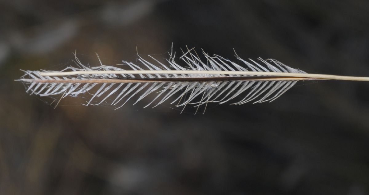 Poaceae Bouteloua gracilis