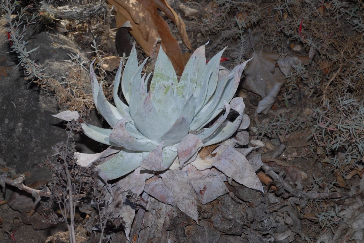 Crassulaceae Dudleya brittonii