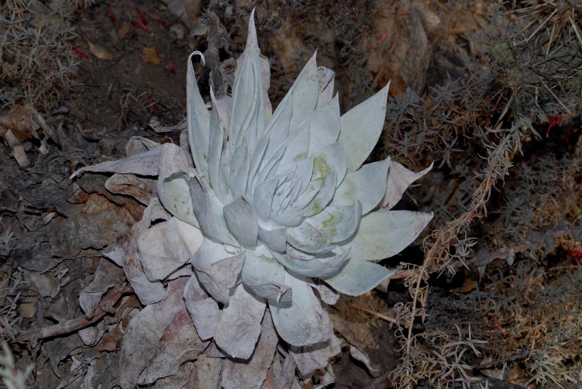 Crassulaceae Dudleya brittonii