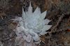 image of Dudleya brittonii