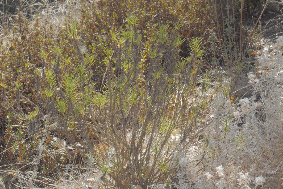 Asteraceae Encelia stenophylla