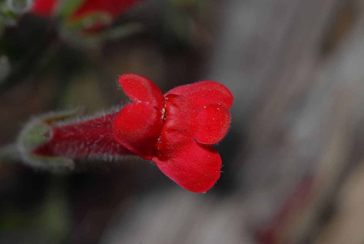 Plantaginaceae Galvezia speciosa