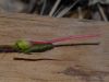 image of Galvezia speciosa