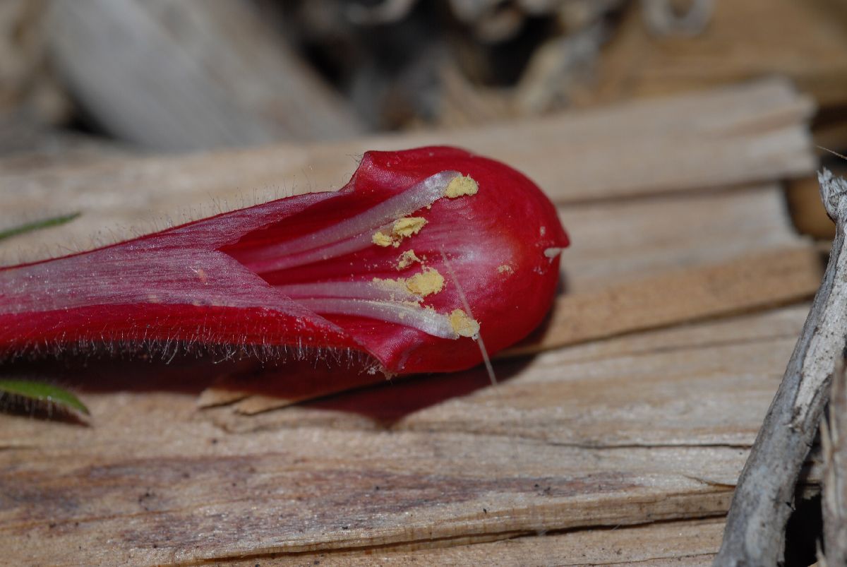 Plantaginaceae Galvezia speciosa
