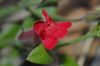 image of Galvezia speciosa
