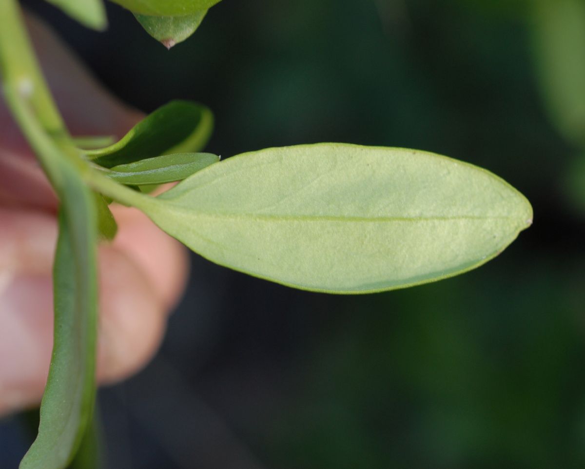 Plantaginaceae Galvezia speciosa
