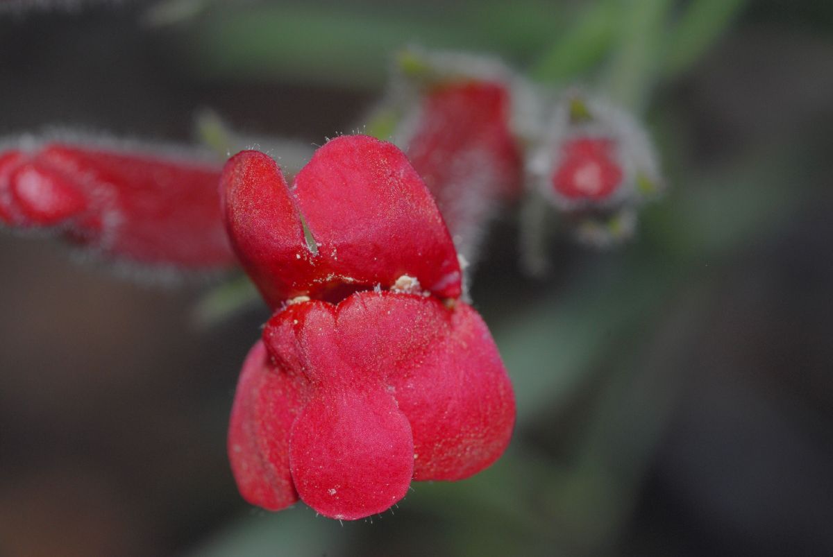 Plantaginaceae Galvezia speciosa
