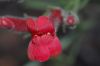 image of Galvezia speciosa