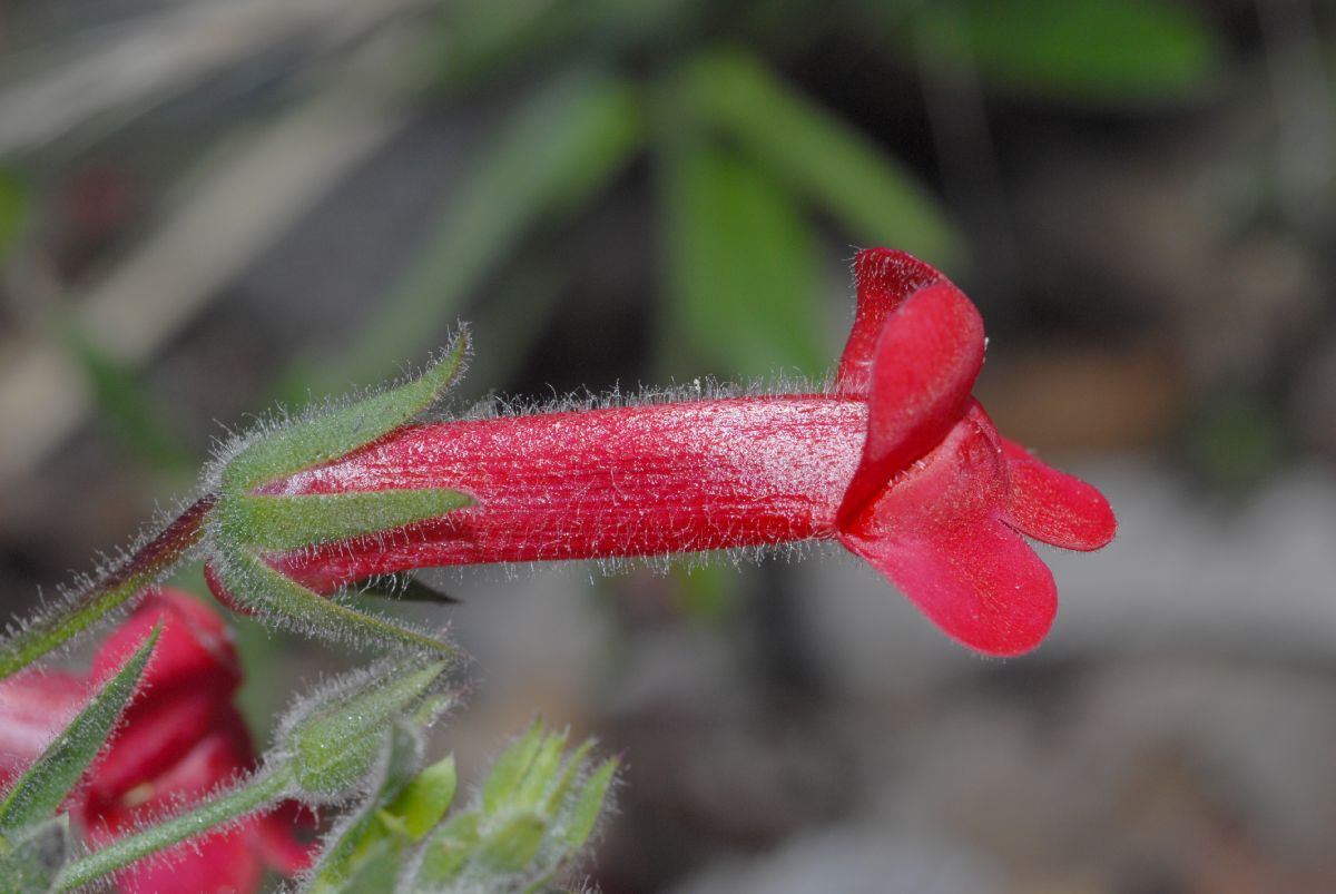 Plantaginaceae Galvezia speciosa