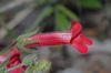 image of Galvezia speciosa