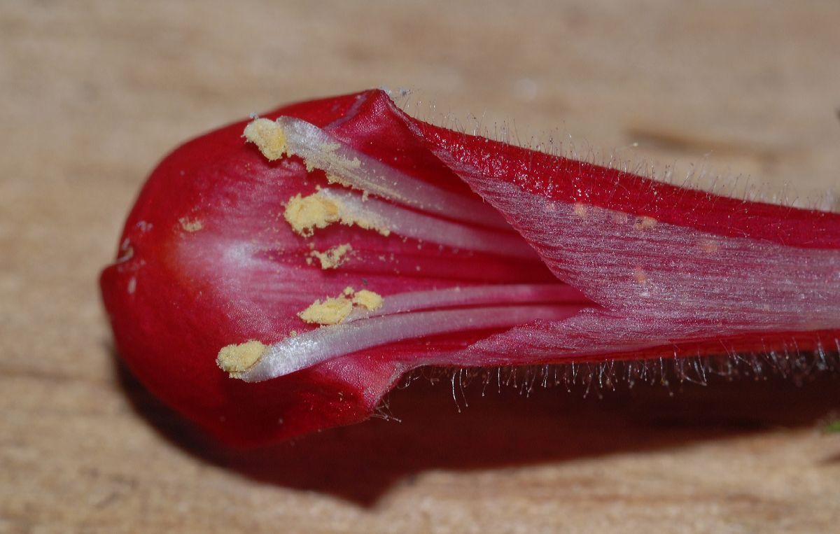 Plantaginaceae Galvezia speciosa