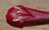 image of Galvezia speciosa