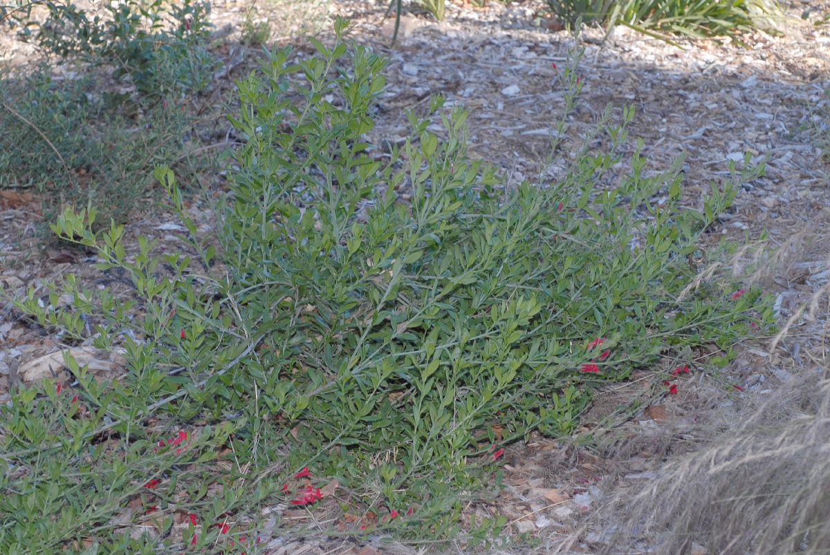 Plantaginaceae Galvezia speciosa