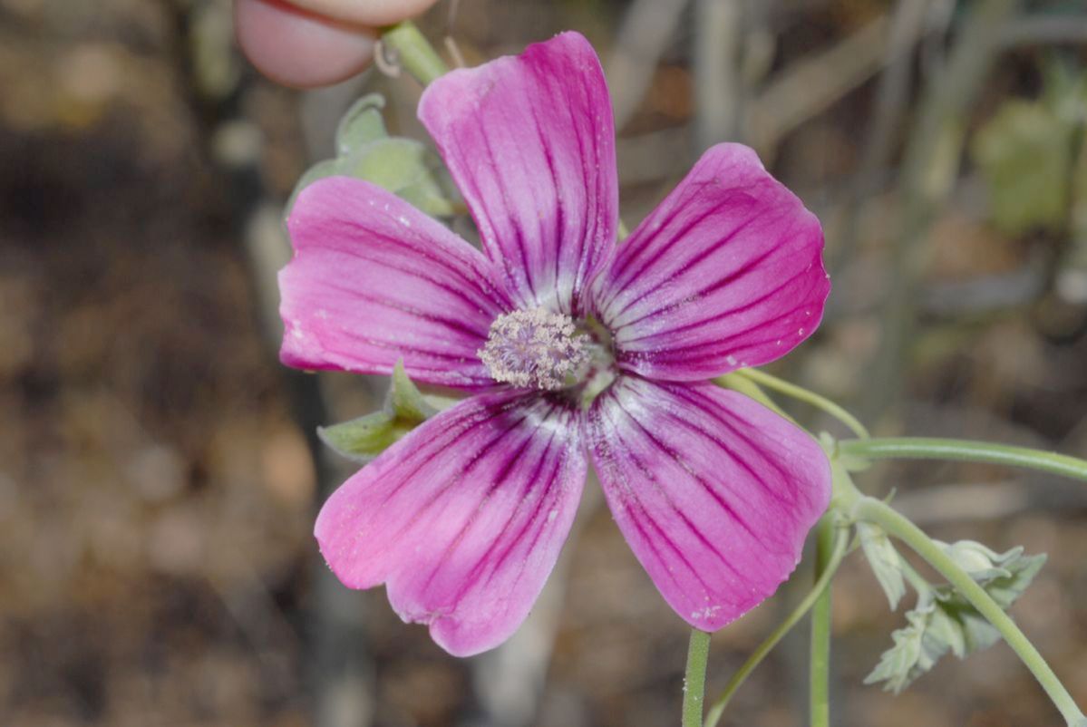 Malvaceae Lavatera assurgentiflora
