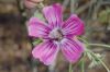 image of Lavatera assurgentiflora