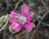 image of Lavatera assurgentiflora
