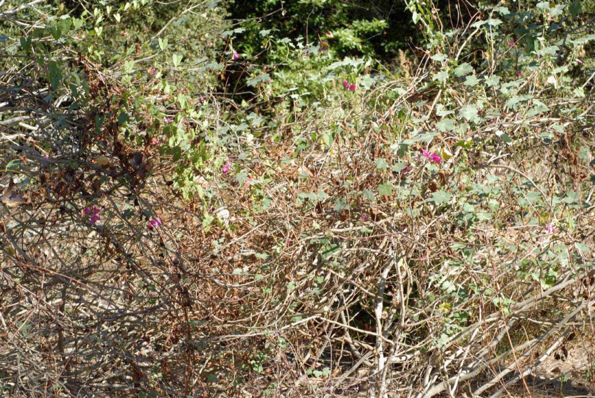 Malvaceae Lavatera assurgentiflora