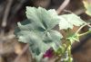 image of Lavatera assurgentiflora
