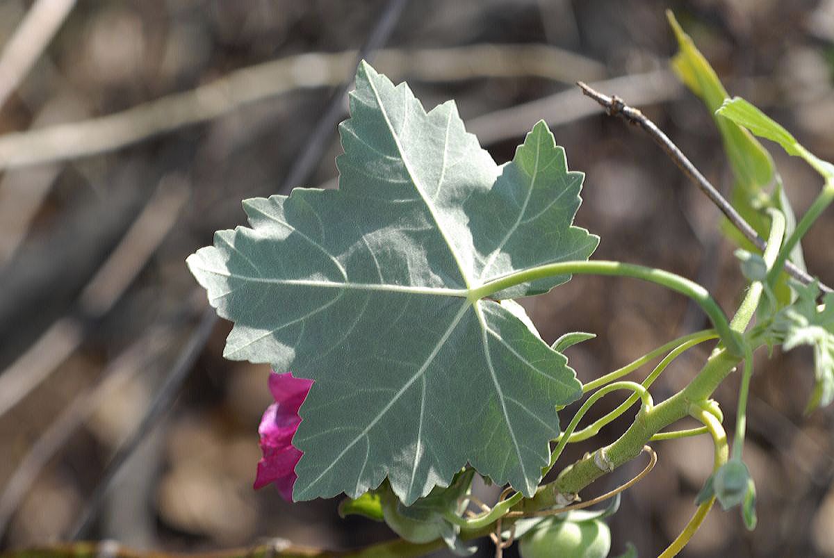 Malvaceae Lavatera assurgentiflora