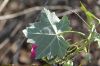 image of Lavatera assurgentiflora