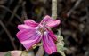 image of Lavatera assurgentiflora