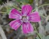 image of Lavatera assurgentiflora