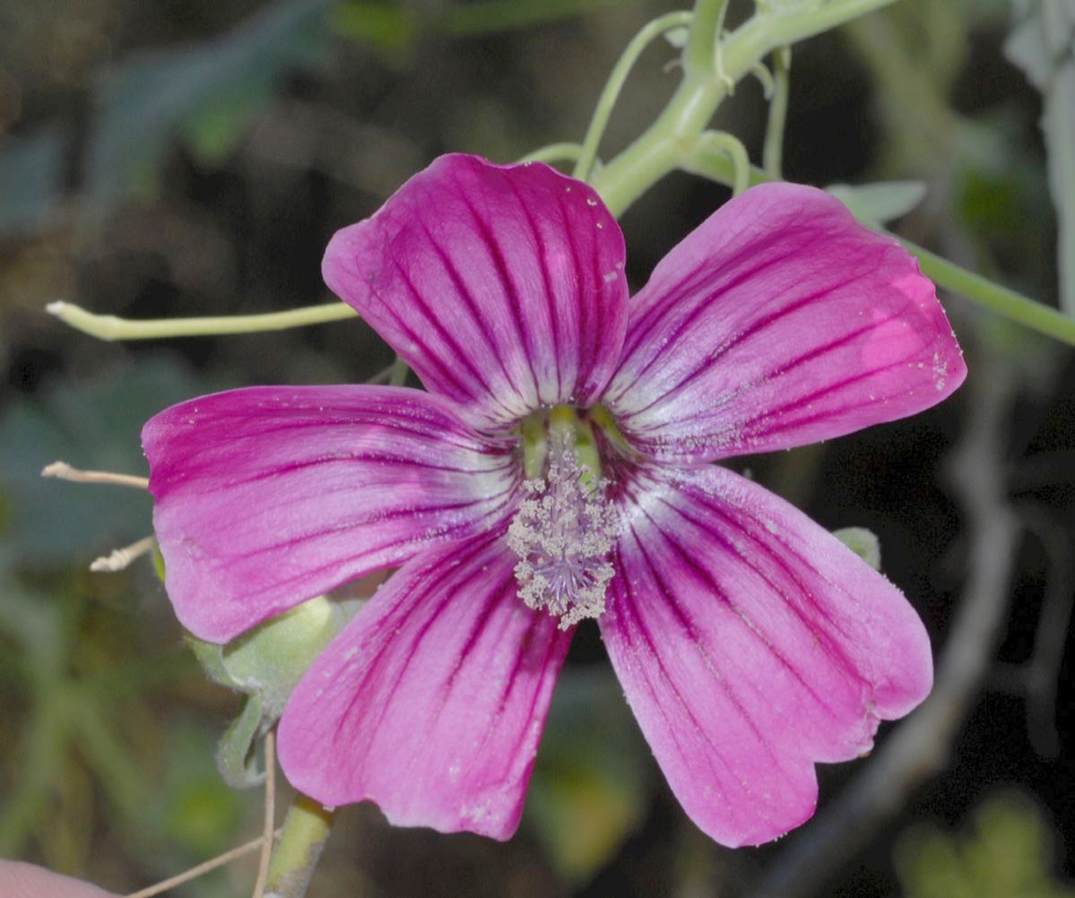 Malvaceae Lavatera assurgentiflora