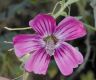 image of Lavatera assurgentiflora