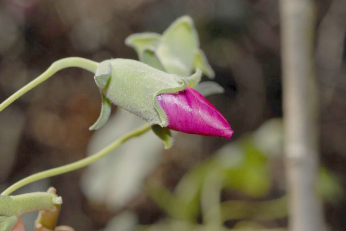 Malvaceae Lavatera assurgentiflora